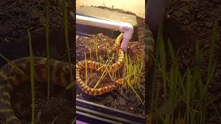 Snake grass! #bioactive #reptiles #aspidites #blackheadedpython #snake #pythonsnake #snakekeeper