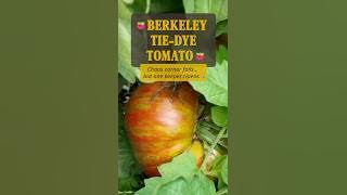 Berkeley Tie-Dye Tomato 🌈 Beautiful… but a Garden Fail