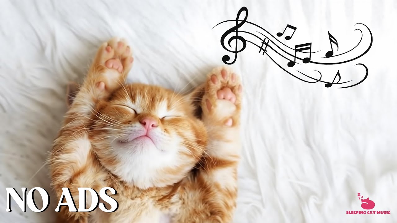 Calming Music For Cats - Relaxation, Relief of Anxiety and Stress - YouTube
