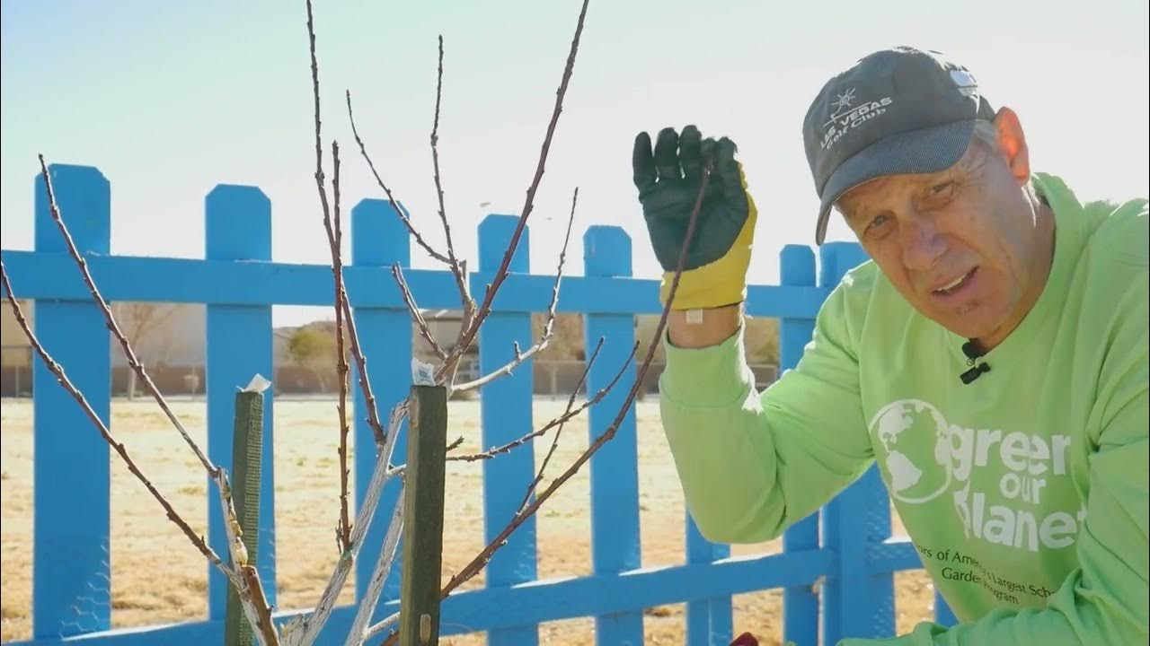 How to Prune Nectarine and Peach Trees YouTube