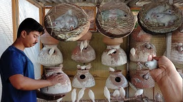 java finch breeding progress | java sparrow breeding result | Java Birds Breeding Tips |Finch Colony