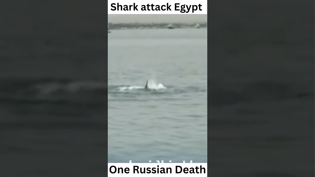Shark Attack Video Egypt 2023