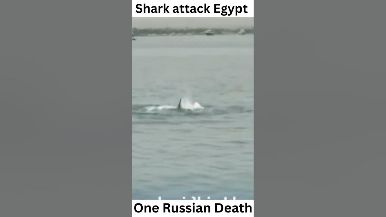 Shark attack video Egypt shark attack Egypt 2023 - YouTube