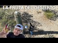 La Fruta Del Desierto De Arizona