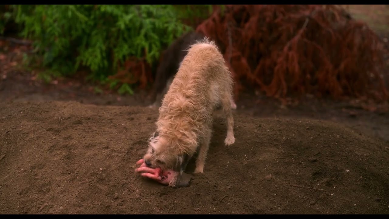 Quasi (2023) – Post-Credits Scene | Michel’s Hands Get Eaten by Dogs