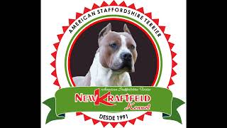 FILHOTES AZUIS - AMSTAFF BLUE - American Staffordshire Terrier