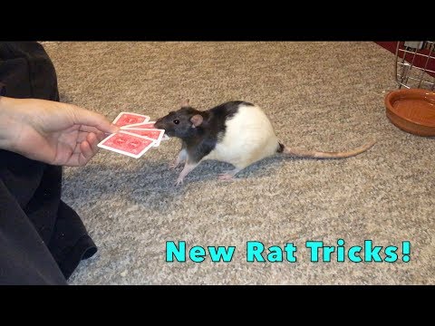 New Rat Tricks!