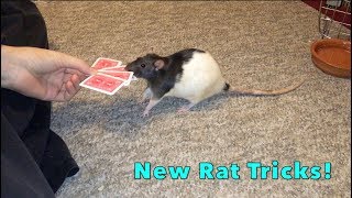 New Rat Tricks!
