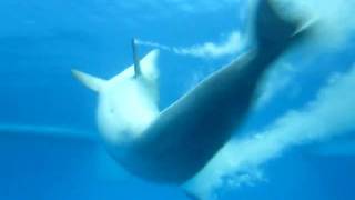 dolphin tank 2.AVI