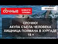 СРОЧНО ЕГИПЕТ! Акула съела человека в Хургаде 8 июня 2023 |  ХИЩНИКА ПОЙМАЛИ. Версии и подробности