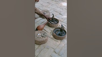 #short#video #bin ki dhun se nag nagin hue mast