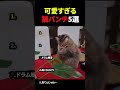 可愛すぎる猫パンチランキング