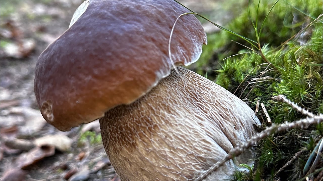 เก็บเห็ดผึ้งป่าเก่า หลังจากไม่ได้มาหลายวัน