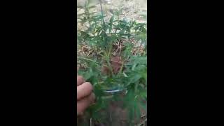 Outdoor Grow Gorilla Glue and stress training
