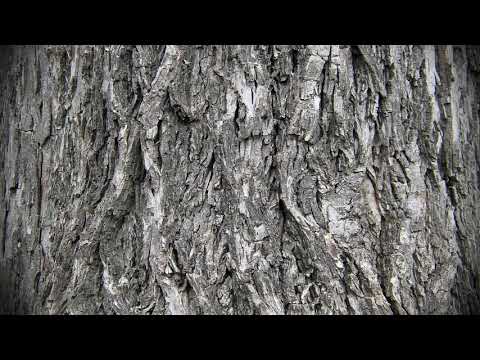 გუშინ შვიდნი გურჯანელნი