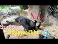 A brave baby gorilla goes to save her brother❣️スモモちゃん、父と遊んでいる兄がやられてると勘違い💦