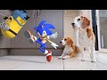 Minions vs sonic animation in real life