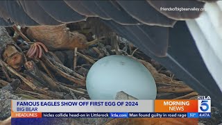 Famed bald eagles Jackie and Shadow lay 1st egg of season
