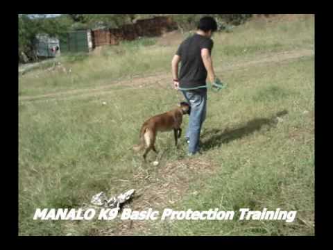 MANALO K9 (Vintage Vid) Protection Trainee ANGEL a...