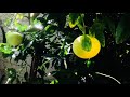 Lemon tree produces 2 different fruits