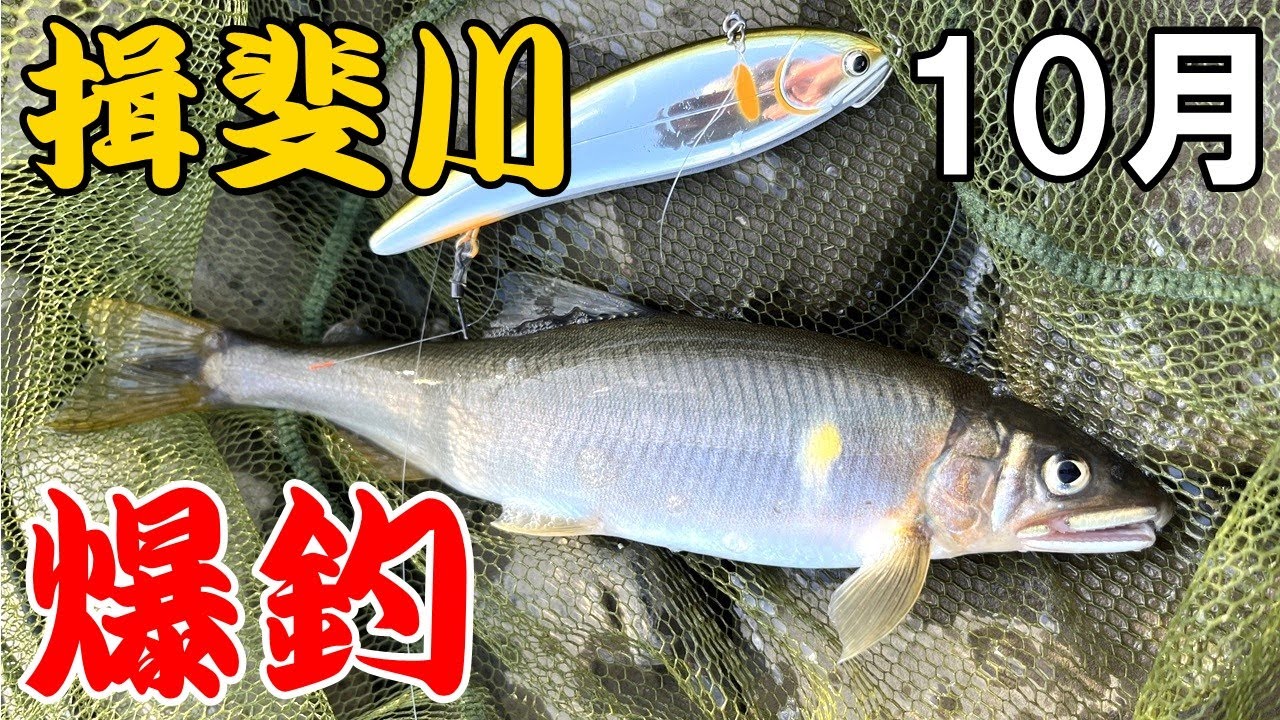 【アユイング】10月の揖斐川で鮎が爆釣した【キャスティングアユ】