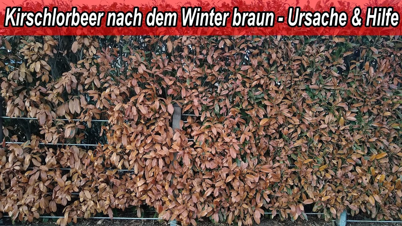 Kirschlorbeer braune Blätter nach dem Winter Lorbeerkirsche erfroren