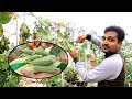 ఈరోజు కోసిన కూరగాయలు, Pest Oil వాడిన తర్వాత మొక్కలు ఎంత బాగా పెరుగుతున్నాయో చూడండి