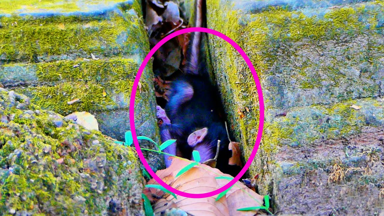 Primate monkey.../A small baby falls into a rock .../Real life baby.../Nice clip