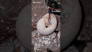 Download Lagu The best short film that is poured into a long-dead snail shell. #hangseanghong. MP3