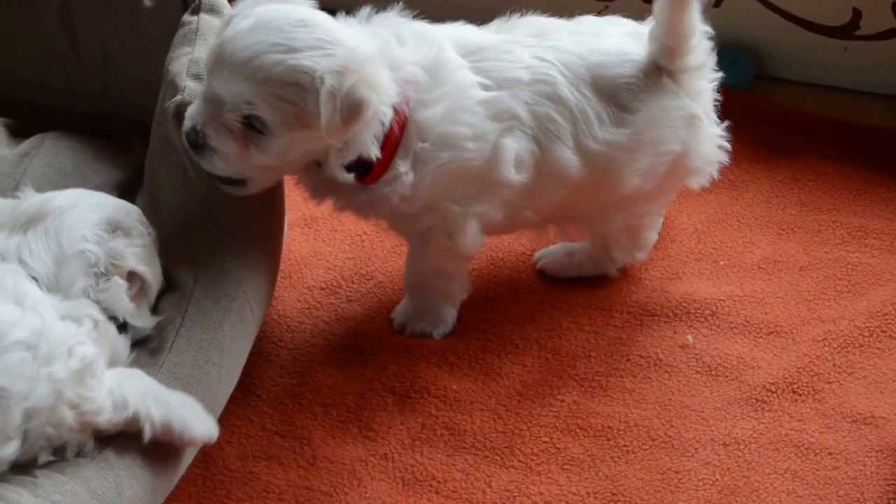 Malteserwelpen 4 Wochen Alt Youtube
