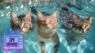 24 HOURS of Music For Cats Relief Stress! Soothing Cat Therapy Music, Peaceful Relax Music #16
