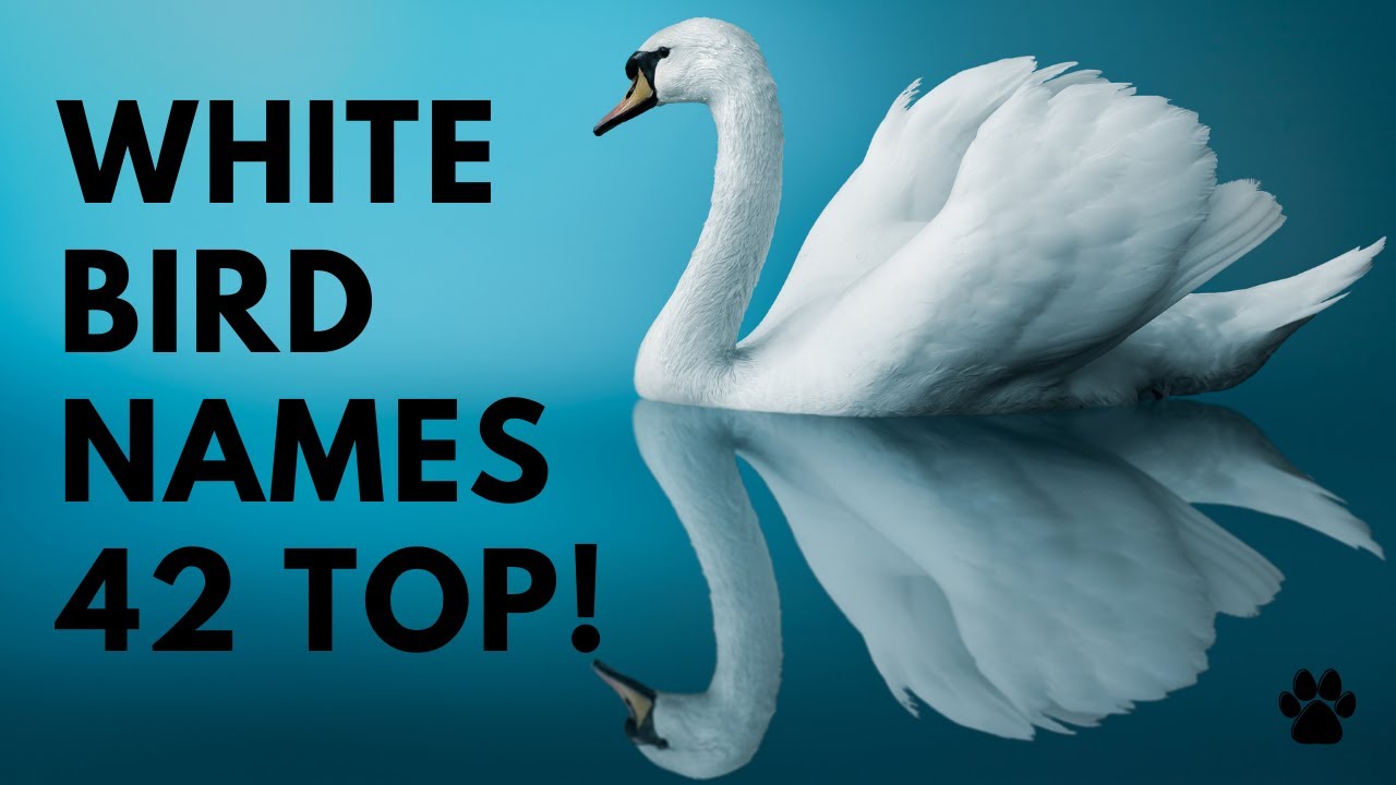 White Bird Names 42 TOP & BEST &CUTE Ideas Names YouTube