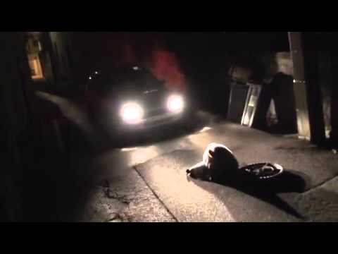 الفأر ريمي جيلارد مجنون فرنسا  