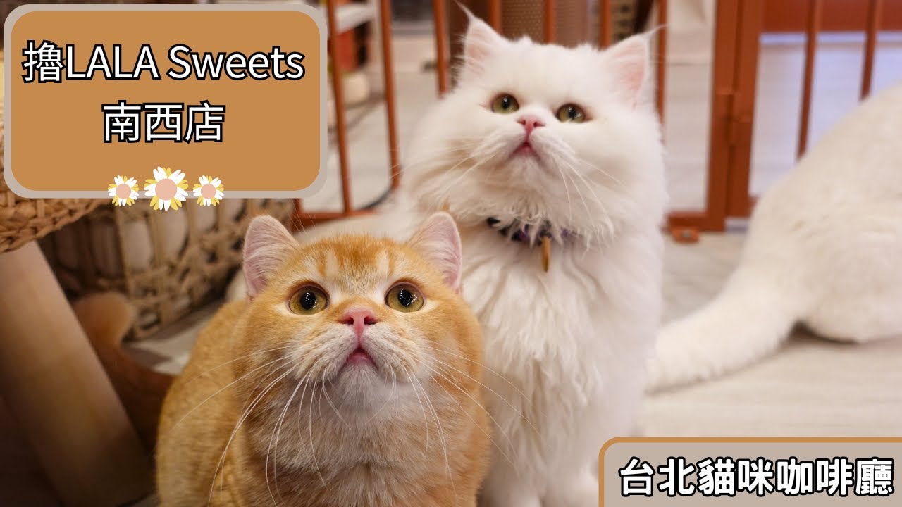 圓圓臉、小短腿！中山南西商圈新貓咖報到😺｜擼LALA Sweets 南西店 台北市大同區