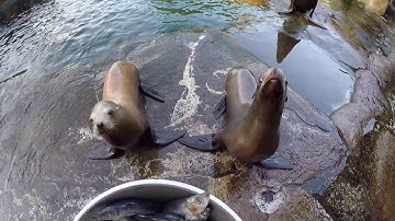Haringen voor de ZEELEEUWEN IN Diergaarde Blijdorp Rotterdam
