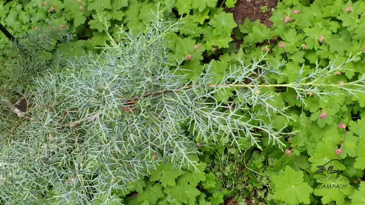 Cupressus Arizonica Fastigiata Cyp i Arizonsk YouTube cupressus-arizonica-fastigiata-cyp-i-arizonsk-youtube