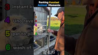 Ranking the Funniest Animal Moments