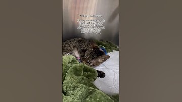 link in bio to Donate, even a dollar makes a difference. We are overwhelmed with clinic bills.