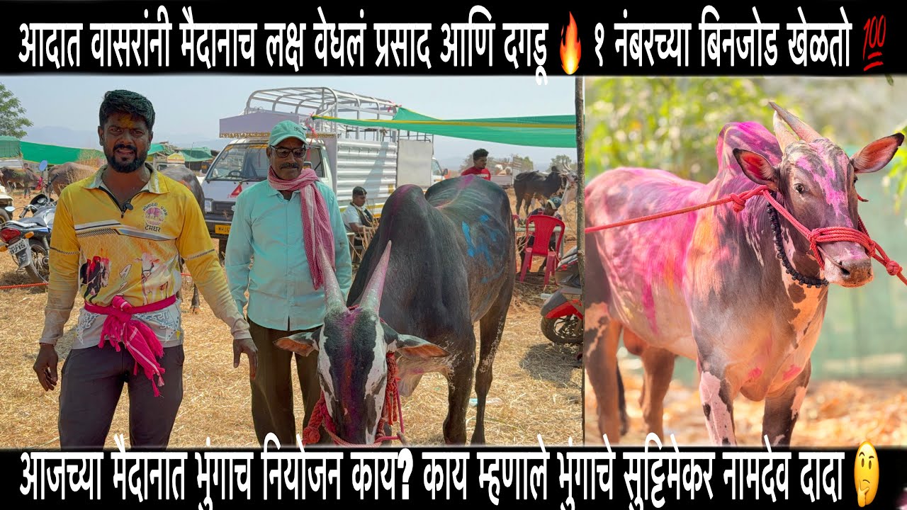 आदात वासरांनी मैदानाच लक्ष वेधलं प्रसाद आणि दगडू 🔥 १ नंबरच्या बिनजोड खेळतो 💯