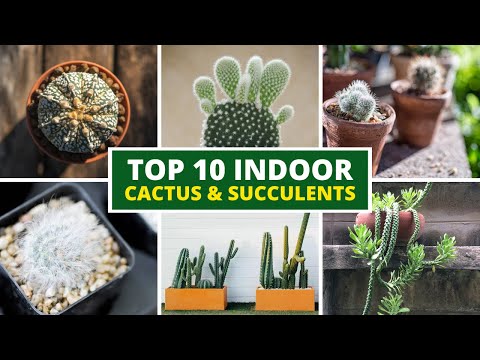 10 Best Indoor Cactus and Succulents For Beginners 🪴 LOW MAINTENANCE!!!