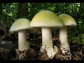 Пять самых ядовитых грибов России! www.grib.tv