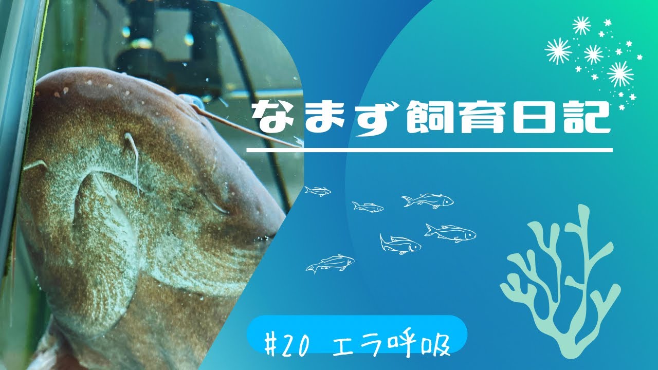 ナマズ 飼育 日記 エルちゃんのエラ呼吸 Youtube