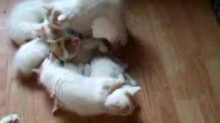 Turkish Van Kittens by turkiyekedi 23,169 views 16 years ago 21 seconds