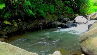 Beautiful Relaxing Music, Amazing ambience Forest, Bird Song, Babbling creek For Relax