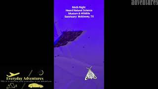 Moth Night at Heard Natural Science Museum \u0026 Wildlife Sanctuary