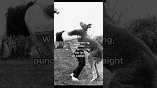 A kangaroo punched a photographer… then did something nobody expected.