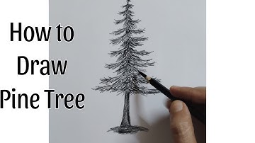 Pencil Drawing of Pine Tree for Beginners Step by Step | Realistic Drawing