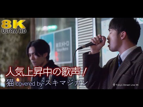 【 8K 】人気上昇中の歌声！2人のキャラが違うのがまたがいいんです！　猫 / DISH//（ covered by スキマジカン ）8K映像
