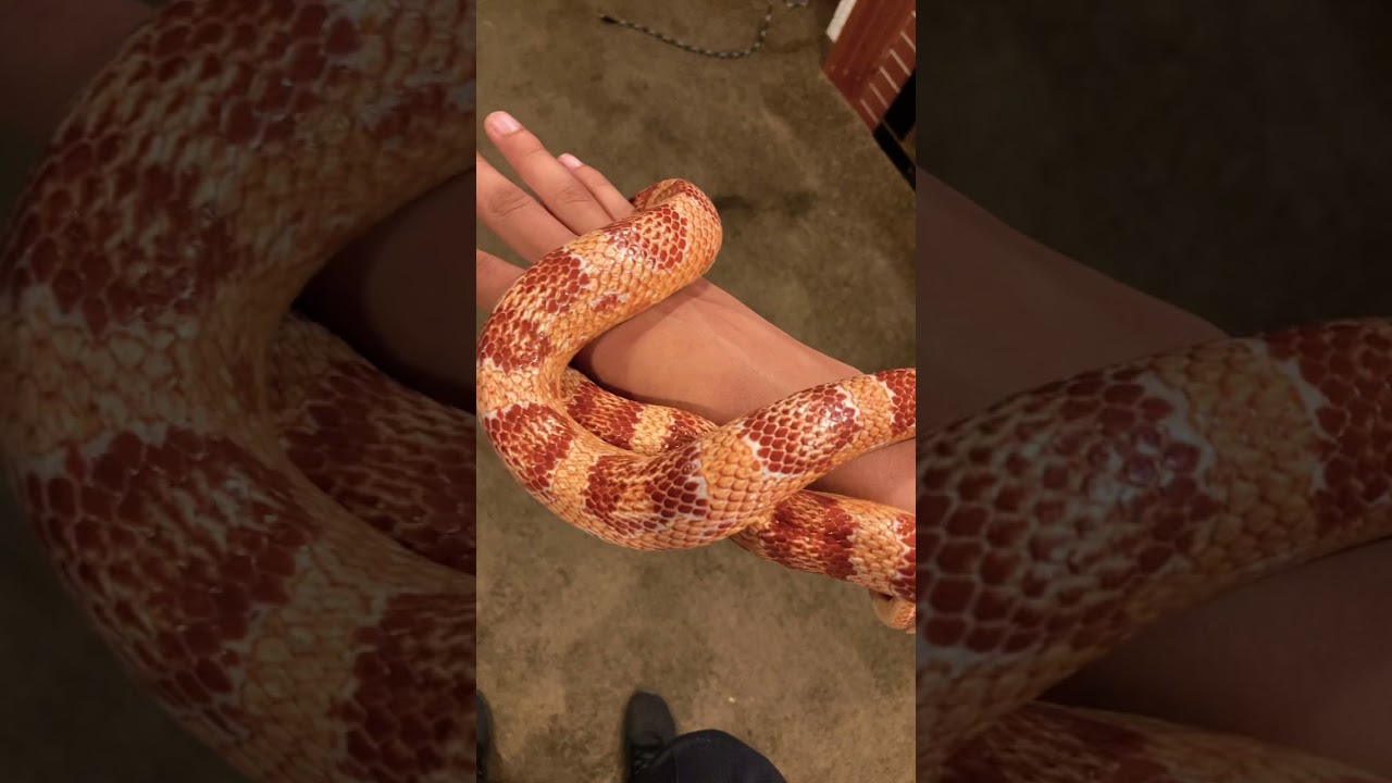My friends beautiful corn snake 😱😱🐍 