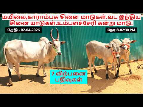 7-விற்பனை பதிவுகள்.மயிலை,காராம்பசு சினை மாடுகள்.வட இந்திய சினை மாடுகள்.உம்பளச்சேரி கன்று மாடு.